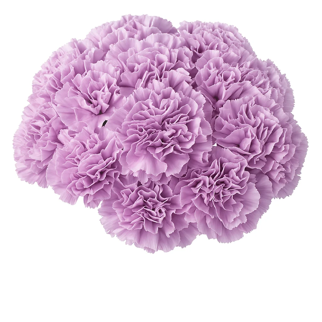 Fresh-cut lavender carnations in bulk, featuring soft ruffled petals and long stems for elegant floral designs and bouquet work.