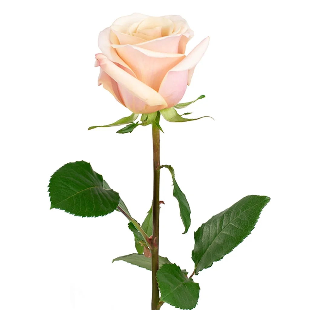 Bulk Mother of Pearl Roses in blush-peach tones, ideal for graceful bridal flowers, centerpieces, and upscale floral décor.