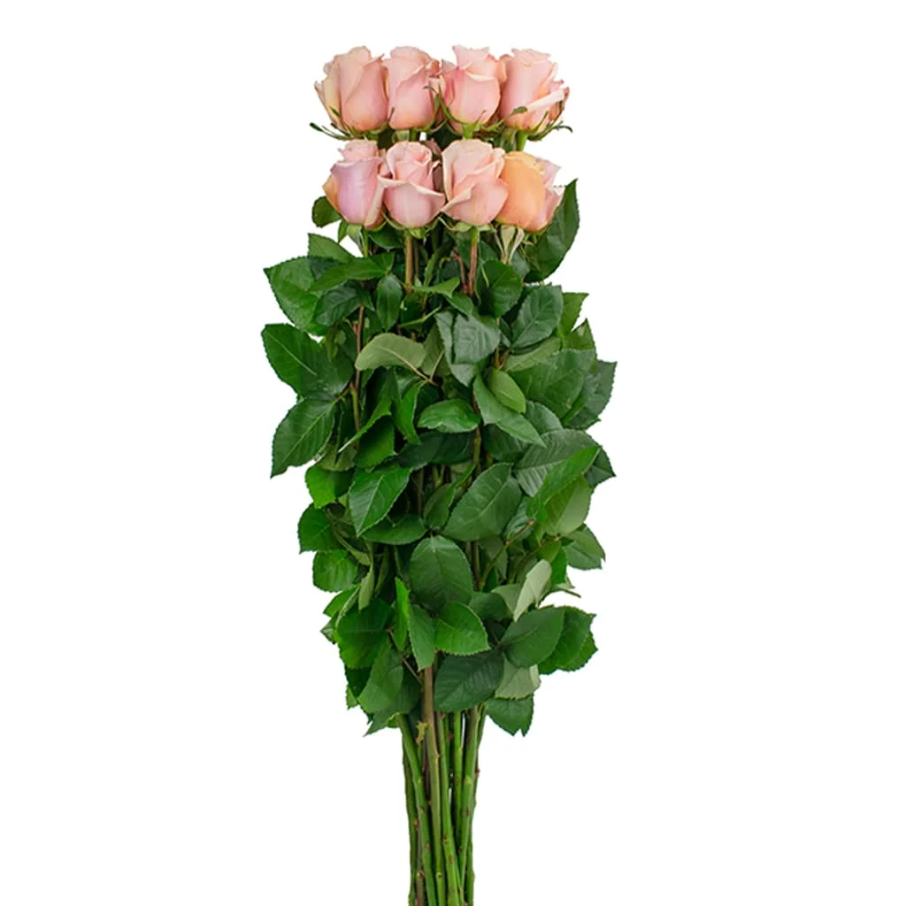Romantic Mother of Pearl Roses with creamy blush hues and full blooms, arranged for weddings, luxury events, and gift-ready floral designs.