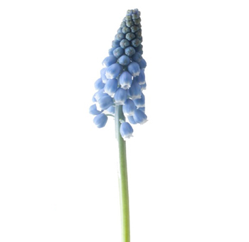 Grape Hyacinth Muscari Blue with vivid blue, bell-shaped blooms. Ideal for spring weddings, garden themes, and vibrant floral arrangements.
