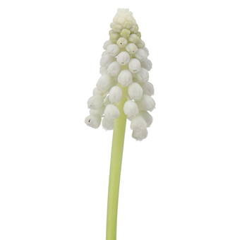 Grape Hyacinth Muscari White with delicate white bell-shaped blooms. Perfect for spring weddings, garden themes, and elegant floral arrangements.