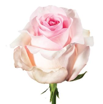 Close-up of Nena Light Pink Rose in full bloom, featuring soft blush petals and cream undertones.