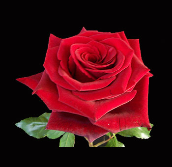 Opium Red Rose with striking red petals and a bold, velvety texture, perfect for weddings, anniversaries, and upscale floral designs.