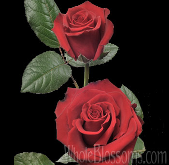 A pair of Opium Red Roses with lush green leaves, showcasing their deep crimson petals and elegant symmetrical shape, ideal for romantic occasions.