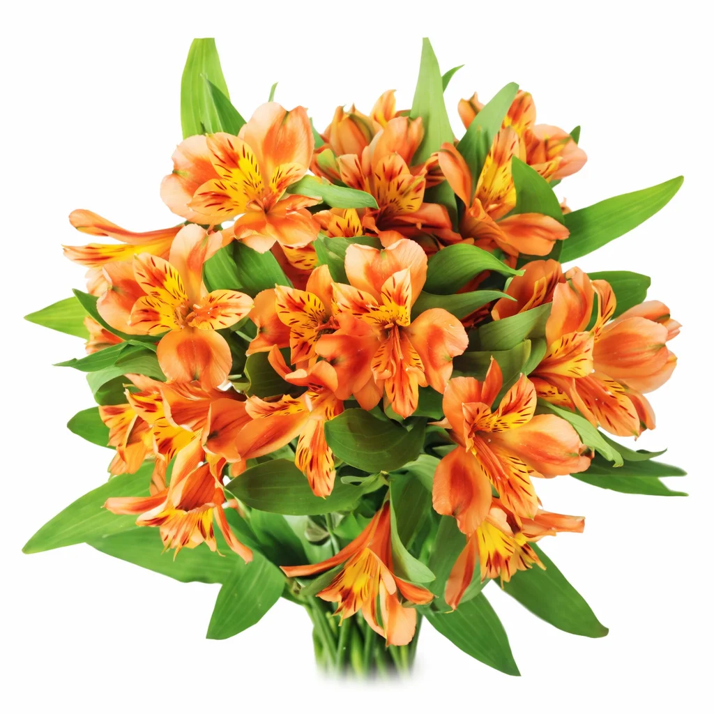 Wholesale orange alstroemeria in bulk, radiating joy and warmth at a cheerful event.