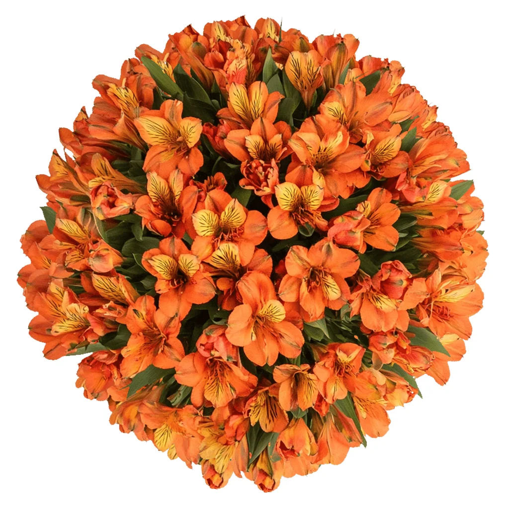 Fresh orange alstroemeria flower with vibrant petals and speckled center, ideal for weddings, events, and floral arrangements.