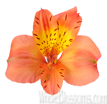 Bulk fresh-cut orange alstroemeria, a symbol of friendship and wealth in a bridal bouquet.
