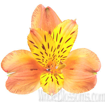 Close-up of orange alstroemeria, a splash of bright color in a wedding bouquet.