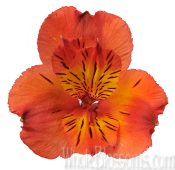 Lush and vibrant orange alstroemeria, creating a lively ambiance at a festive event.