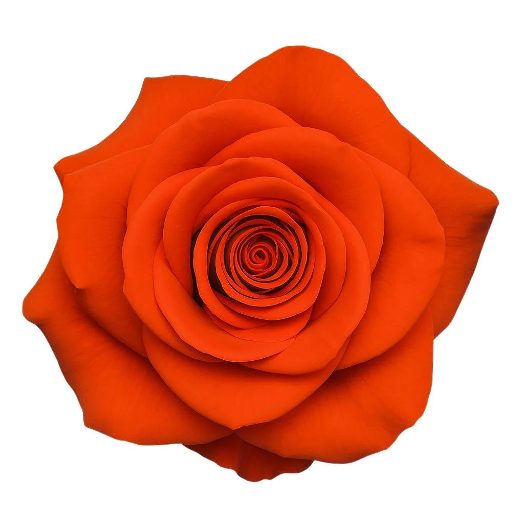 Wholesale Orange Bowl Roses in bulk, perfect for weddings and premium floral designs with bold orange hues and vibrant petal structure.