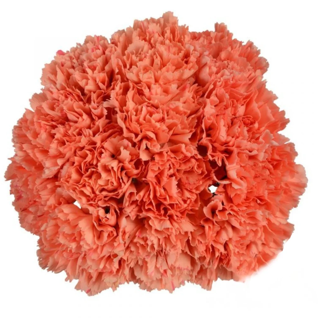 Fresh orange carnation flowers in bulk with ruffled petals, ideal for weddings, events, and floral arrangements