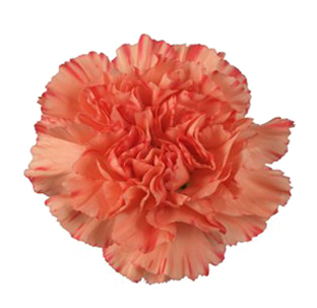 Orange Carnation Overnight Delivery