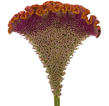Striking orange Celosia flower with a velvety texture and ruffled edges, ideal for creating bold floral designs for events and special occasions.