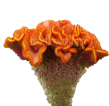 Close-up of a vibrant orange Celosia bloom with unique ruffled petals, perfect for adding texture and color to floral arrangements.