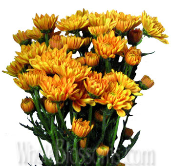 Cushion Poms Orange Bronze Tinted