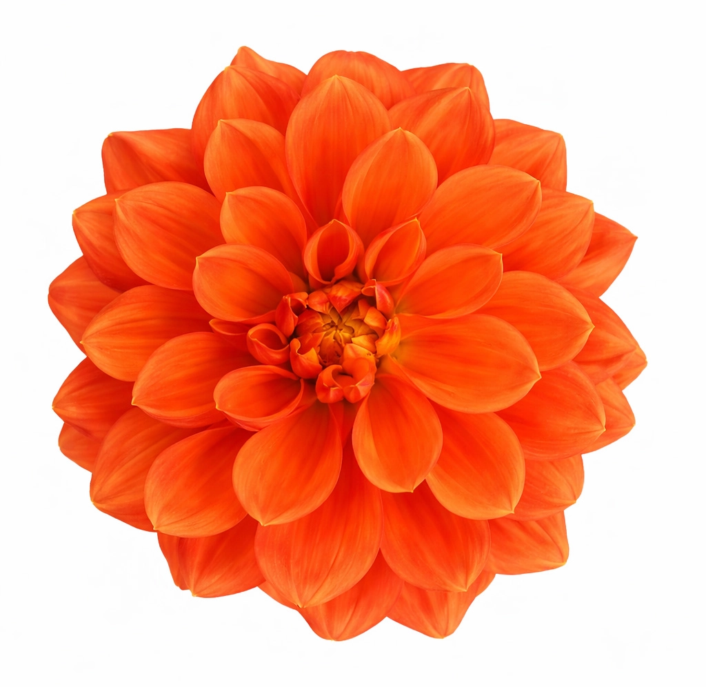 Orange Dahlia Stone - Year Round