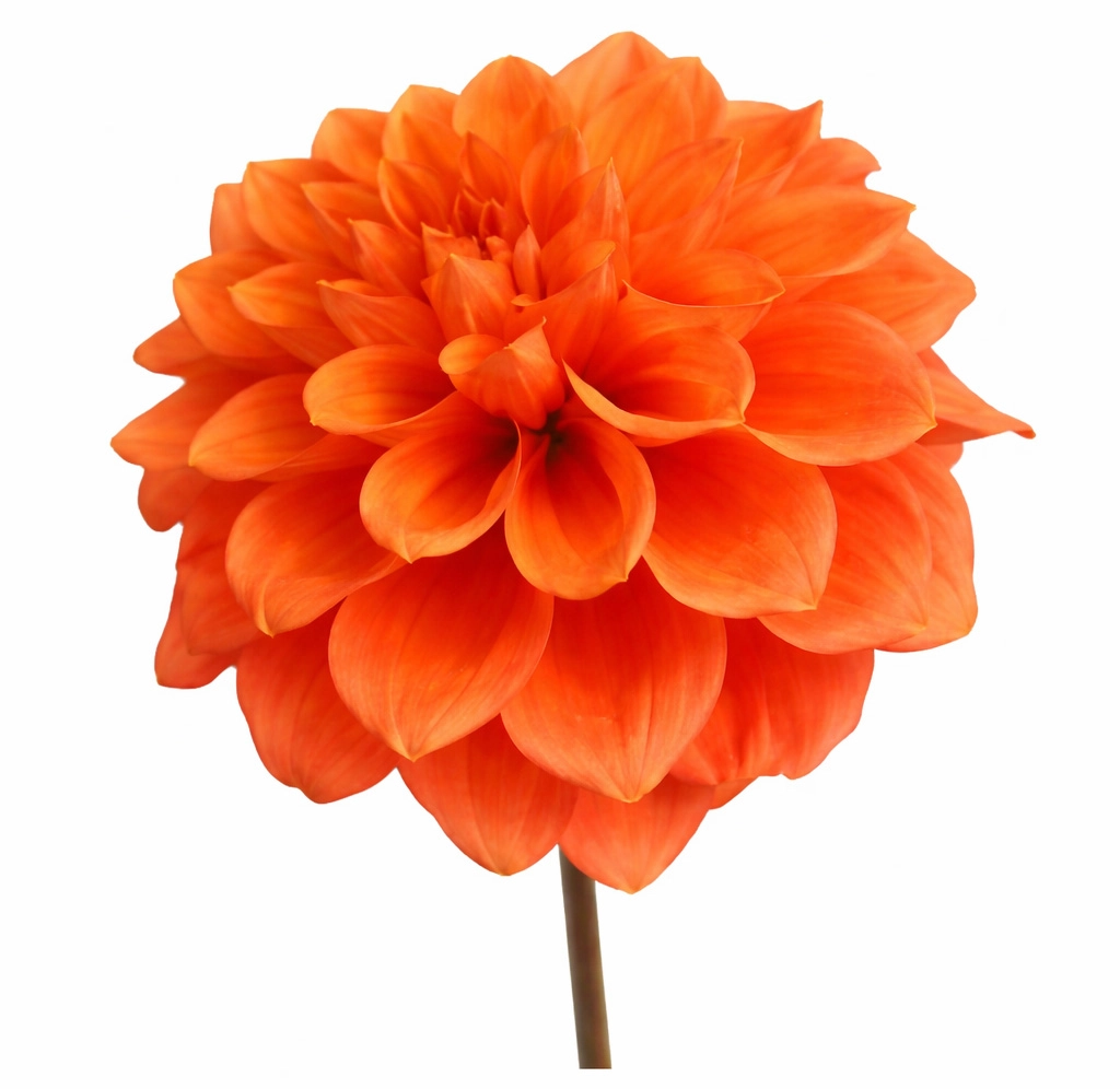 Close-up of Orange Dahlia Stone showcasing rich orange layered petals for fall wedding flowers