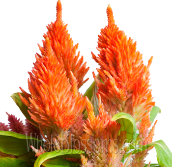 Fiery orange feather celosia with soft, upright blooms, ideal for autumn weddings, events, and striking flower decor.