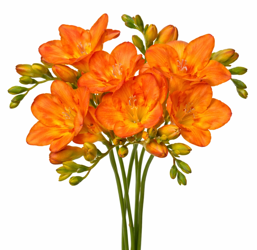 Bulk orange freesia in bronze/mustard tone—fresh wholesale stems for wedding bouquets, centerpieces, and events.