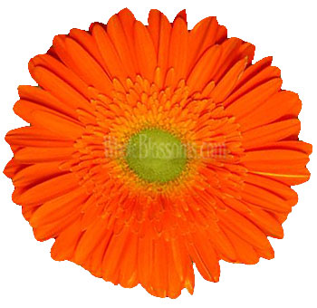 Orange Gerbera Daisy