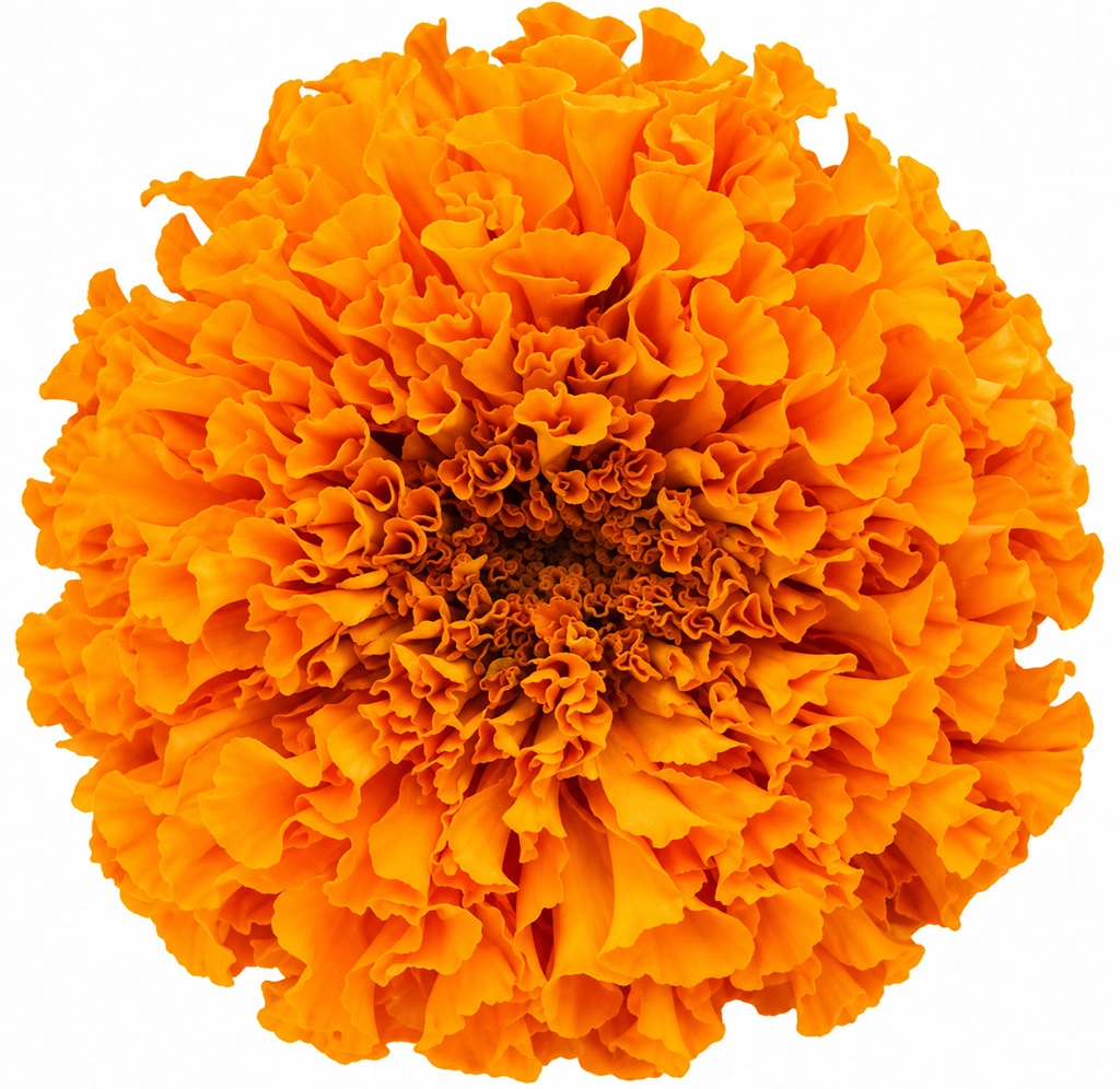 Vibrant display of fresh-cut orange marigold flowers, epitomizing warmth, passion, and creativity.