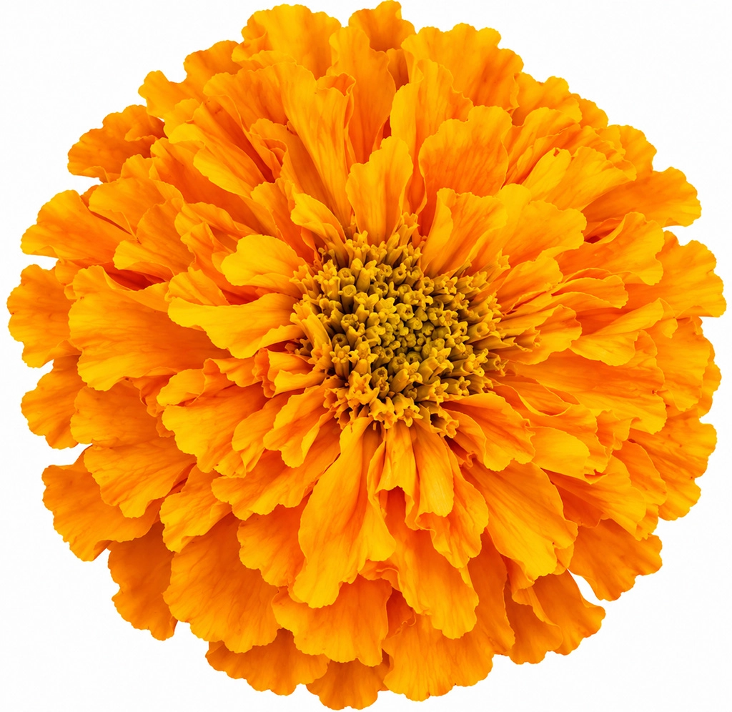 A vibrant bouquet of fresh Mexican Marigold flowers in golden and deep orange hues symbolizing passion.