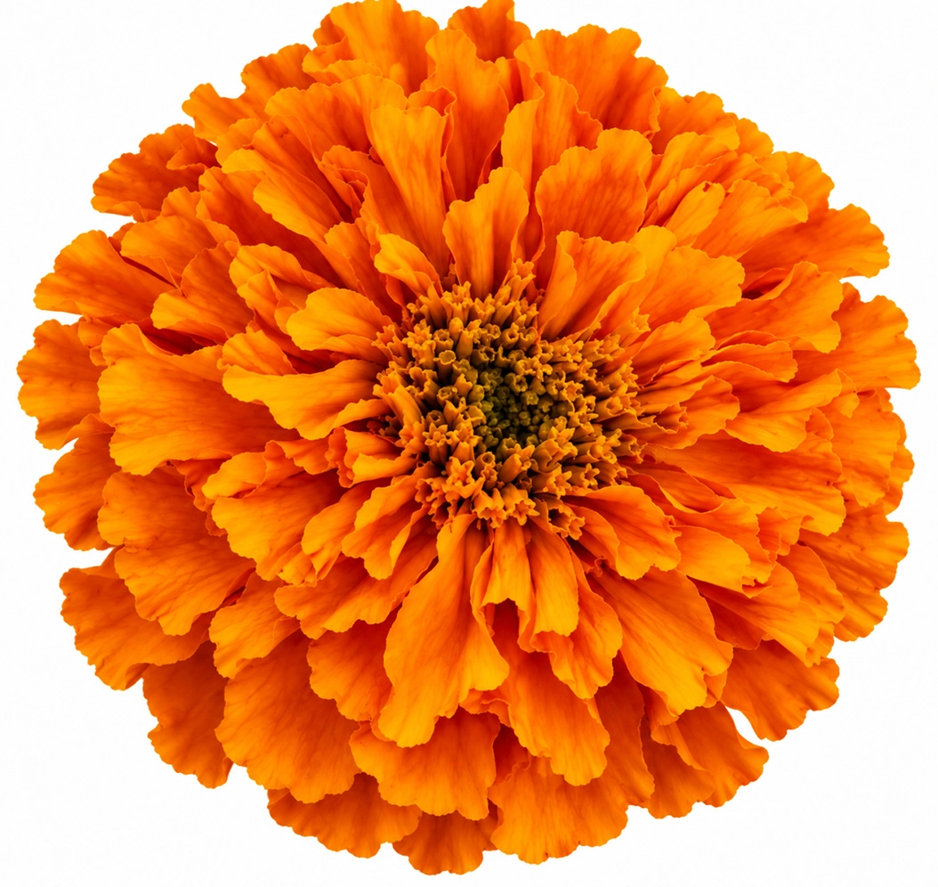 A vibrant bouquet of fresh Mexican Marigold flowers in golden and deep orange hues symbolizing passion.