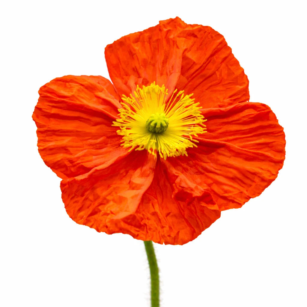Orange Poppy Flowers