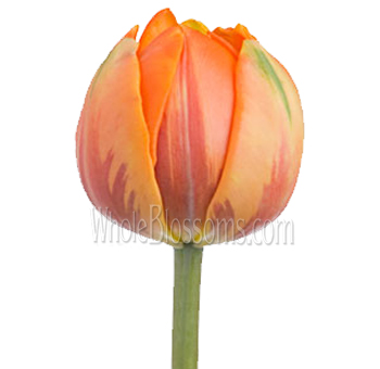 Princess orange double tulips with rich tone, ideal for weddings, events, and bright floral arrangements.
