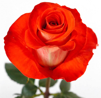 Close-up of Moonstone Garden Rose in full bloom, featuring soft ivory petals with green accents.