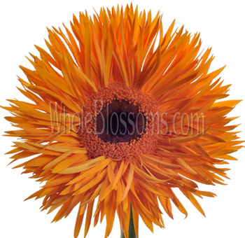 Bright orange Gerbera daisy spider with unique spiky petals, perfect for vibrant event décor and floral arrangements.