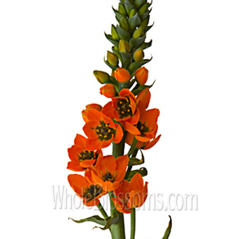 Orange-tinted Star of Bethlehem blooms featuring radiant clusters, great for premium wedding flowers or bulk event arrangements.