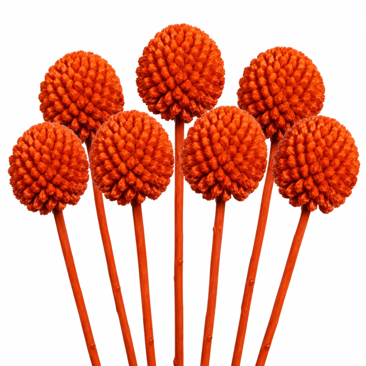 Orange tinted Craspedia Billy Balls for wedding bouquets, centerpieces and vibrant floral arrangements