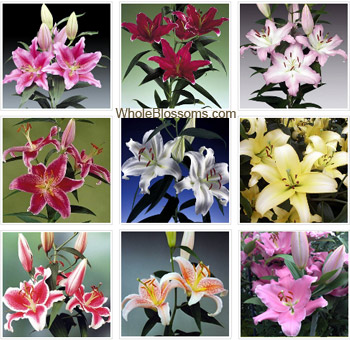 Fragrant assorted Oriental lilies in mixed hues, ideal for weddings, bridal bouquets, or luxurious floral centerpieces.