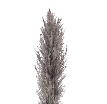 Grey Flowers
