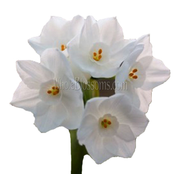 Wholesale Narcissus flowers in bulk, perfect for wedding bouquets, centerpieces, and elegant event décor.