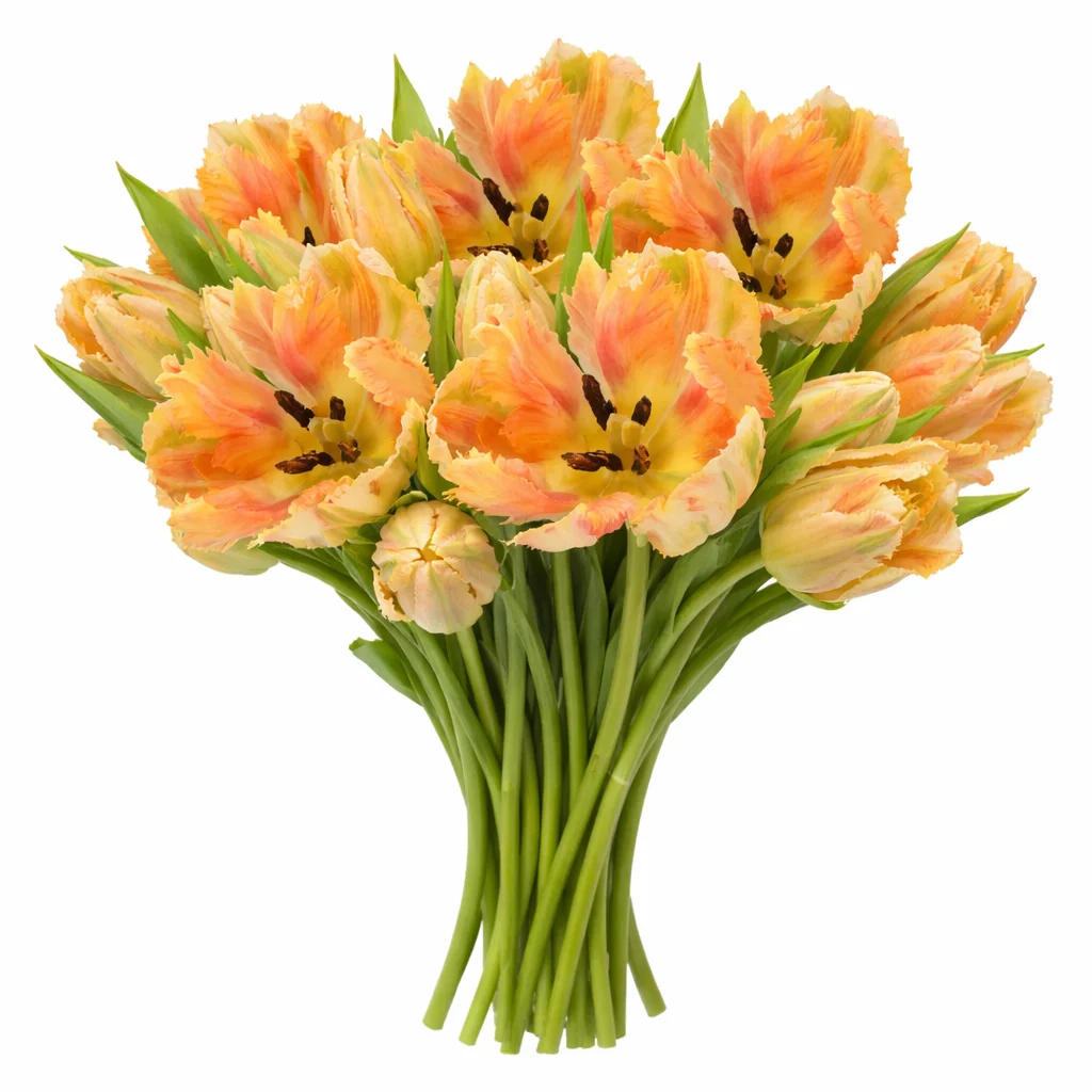 Apricot parrot tulip bouquet arrangement – bulk wholesale wedding flowers for elegant event décor.