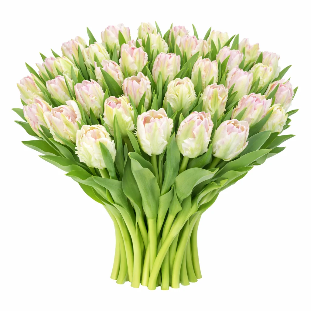 White bicolor parrot tulips bouquet with blush accents – bulk wholesale flowers for weddings and events.