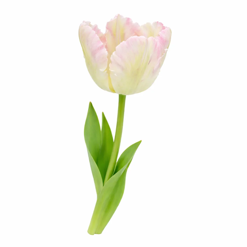 White bicolor parrot tulip single stem with soft pink edges – premium wholesale wedding flowers.