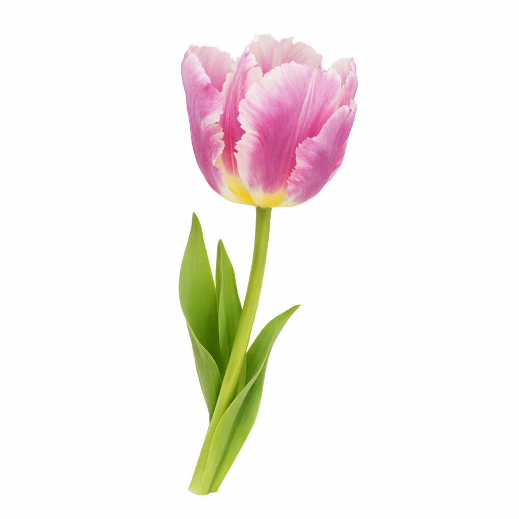 Dark pink bicolor parrot tulip single stem with fringed edges – premium wholesale wedding flowers.