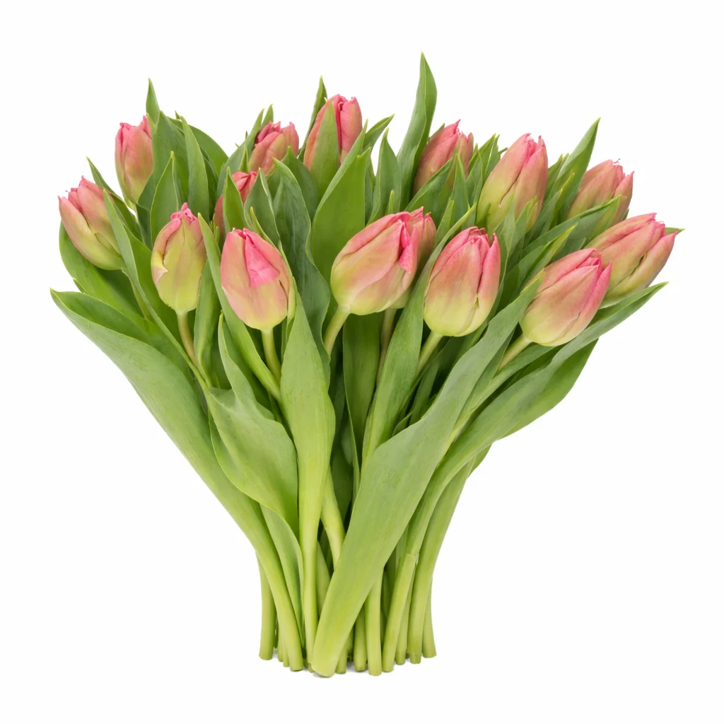 Pink Marvel parrot tulip bouquet arrangement – bulk wholesale wedding flowers for romantic floral designs.