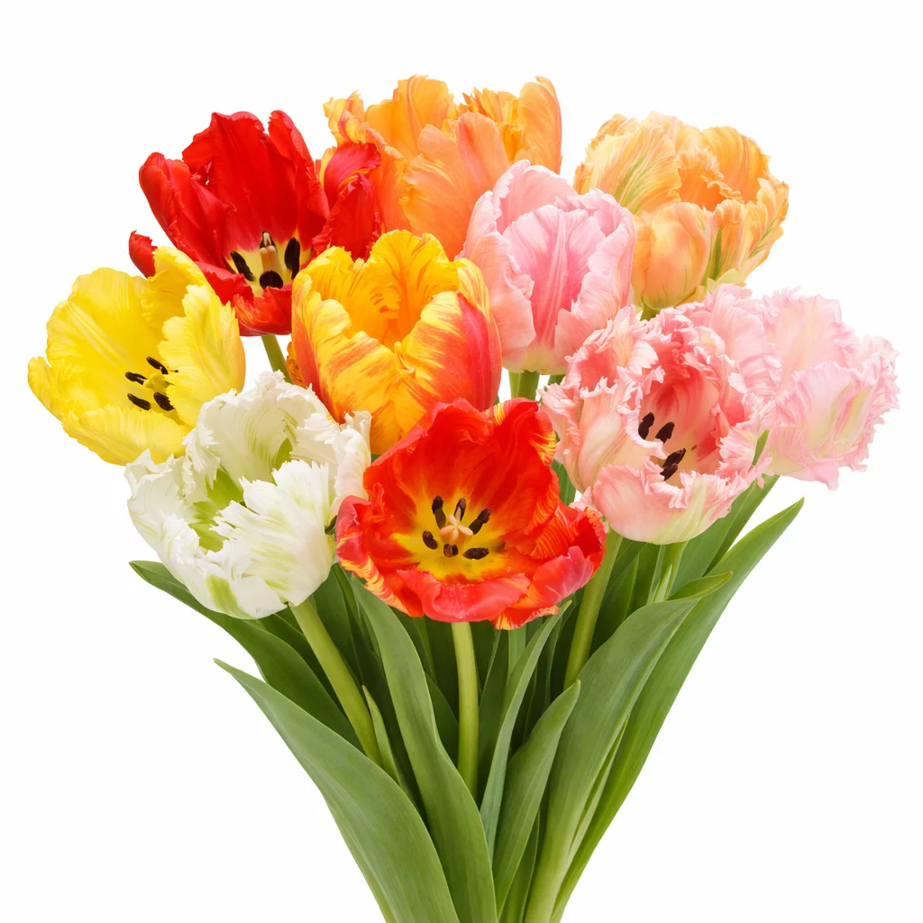 Parrot tulips wholesale flowers for weddings and events, unique bulk tulips for bouquets and floral designs.