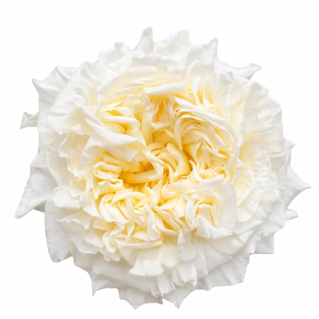 Passion in White garden rose with ivory petals and soft yellow center, wholesale wedding flower for bouquets.