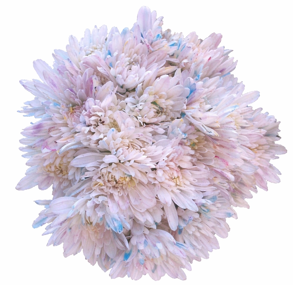Pastel splashed dyed cushion pom flowers in bulk for weddings, baby showers, spring events, and elegant floral arrangements.