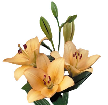 Asiatic Lily Peach