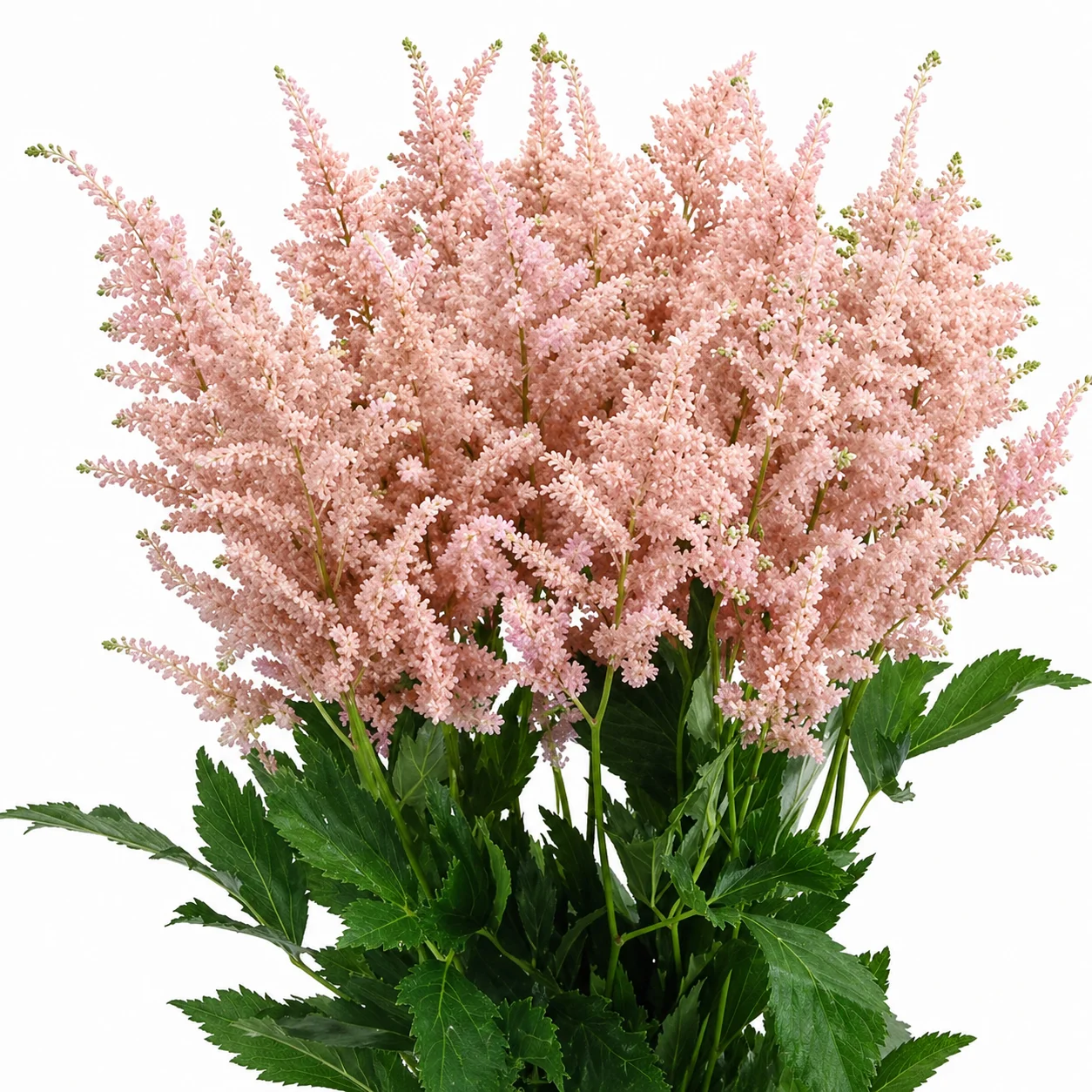 Peach astilbe showcasing warm, delicate plumes that bring a gentle summer touch to bouquets and centerpieces.