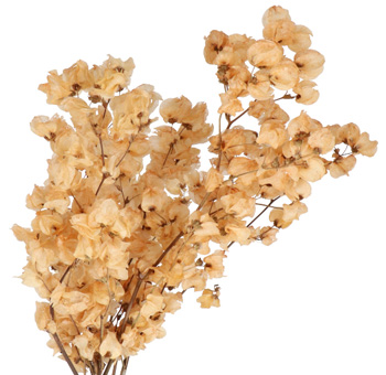 Peach Colored Flowers