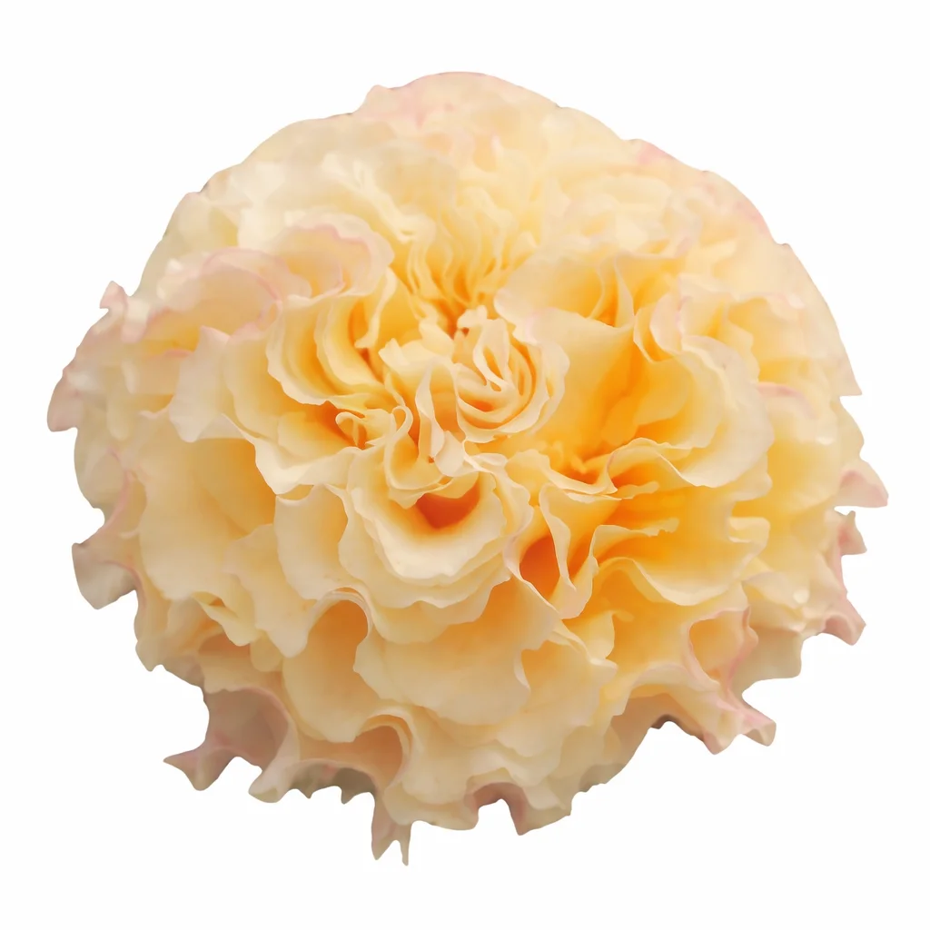 Peach Campanella Garden Rose
