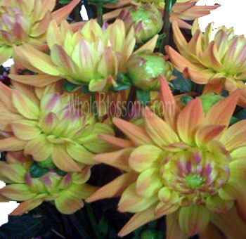 Bicolor Light Orange Dahlia Flower