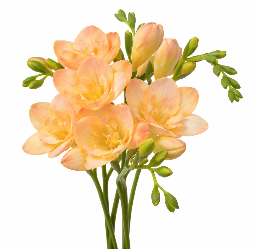 Peach freesia fresh cut flowers in bulk wholesale stems, soft pastel blooms ideal for wedding bouquets and event centerpieces.